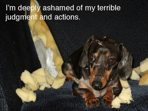 Weiner dog meme - i'm deeply ashamed of my terrible judgment and actions.