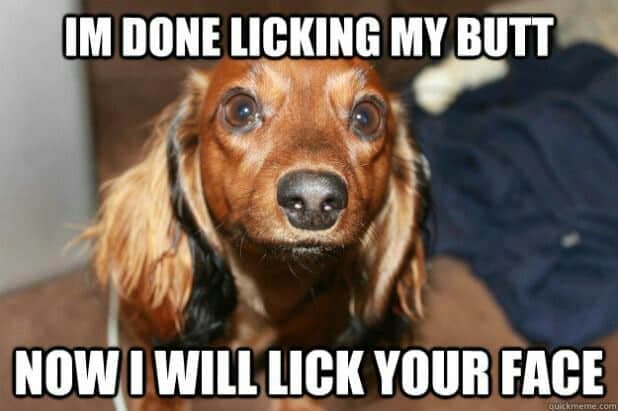 Weiner dog meme - im done licking my butt now i will lick your face