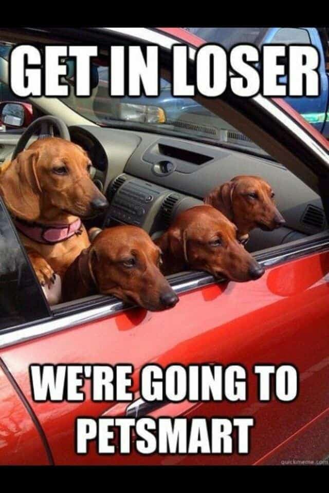 Weiner dog meme - get in loser we're going to petsmart