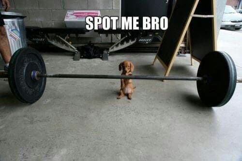 Weiner dog meme - spot me bro