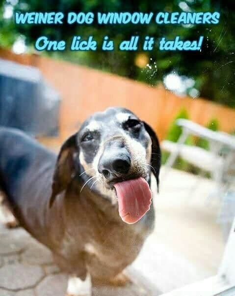 Weiner dog meme - weiner dog window cleaners one lick is all it takes!