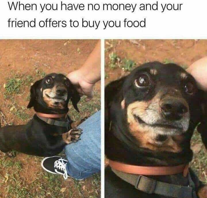 Weiner dog meme - when you have no money and your friend offers to buy you food