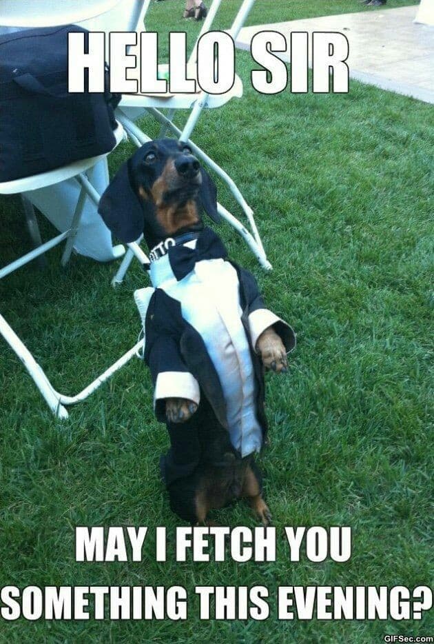 Weiner dog meme - hello sir may i fetch you something this evening