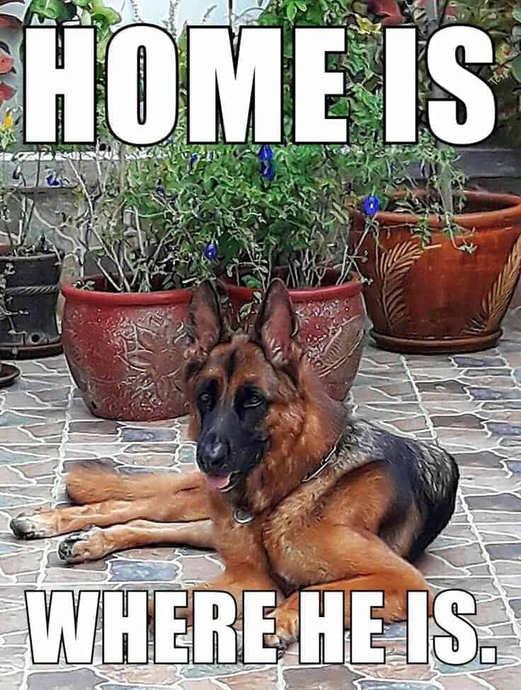 Funniest German Shepherd Memes