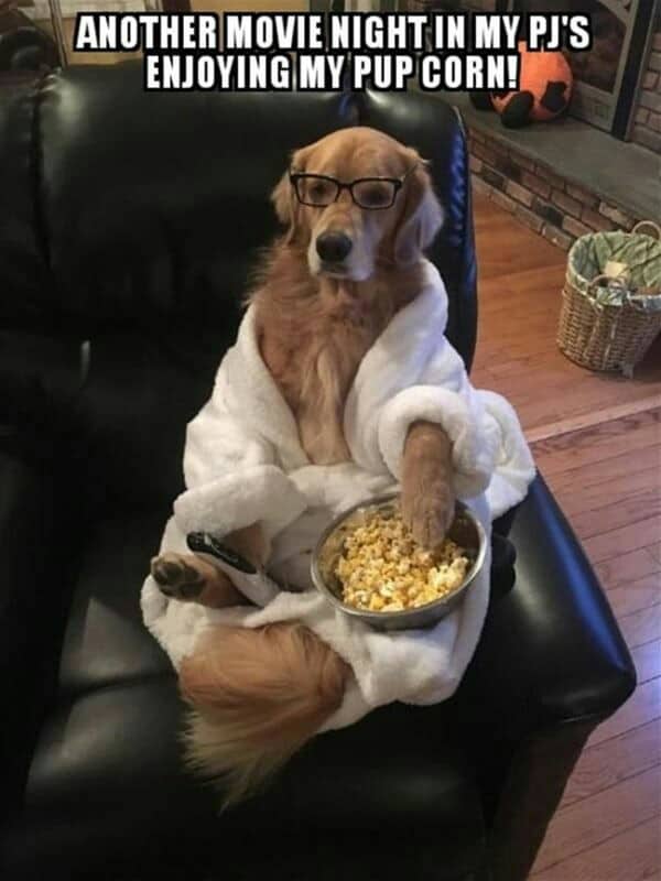 Funniest Golden Retriever Meme-Another movie night in my pj’s enjoying my pup corn!