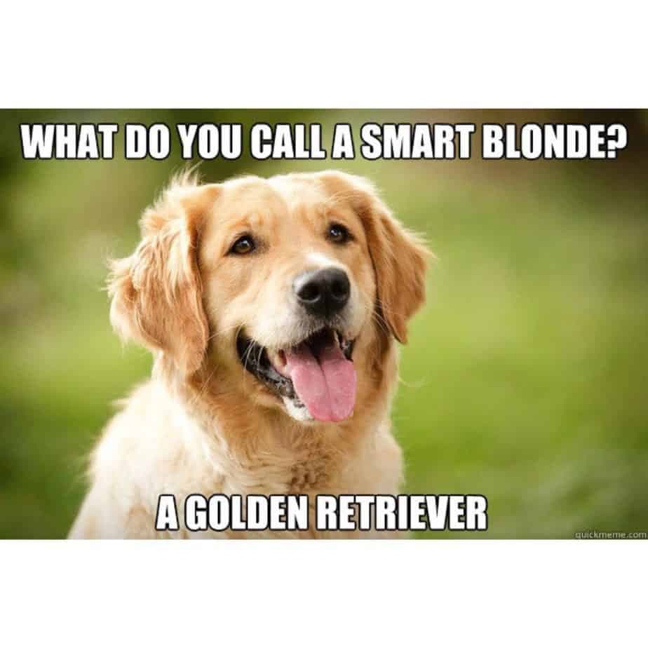 Funniest Golden Retriever Meme- smart blonde