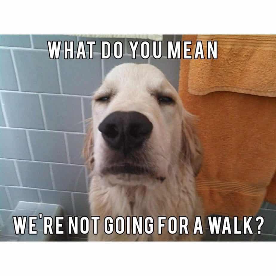 Funniest Golden Retriever Meme-we are not going to walk