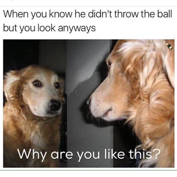Funniest Golden Retriever Meme- why are you like this?