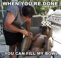 Funniest Petting The Dog Memes