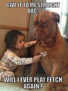 Funniest Petting The Dog Memes
