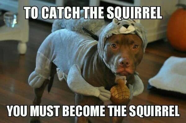 Pitbull meme - to catch the squirrel you must become the squirrel