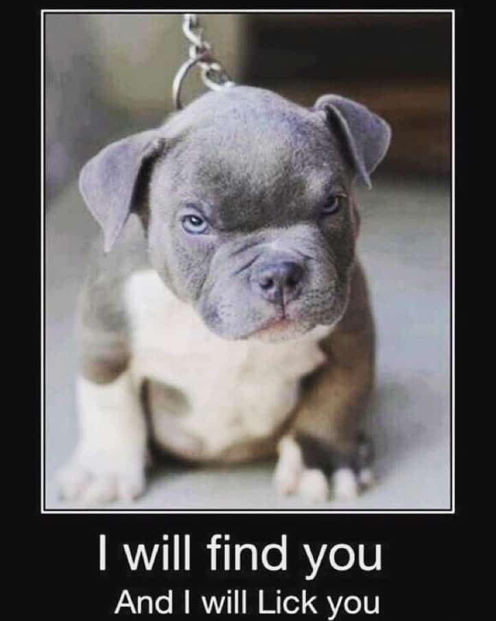 Pitbull meme - i will find you and i will lick you
