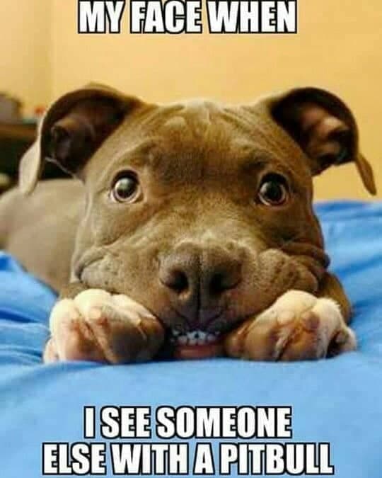 Pitbull meme - my face when i see someone else with a pitbull