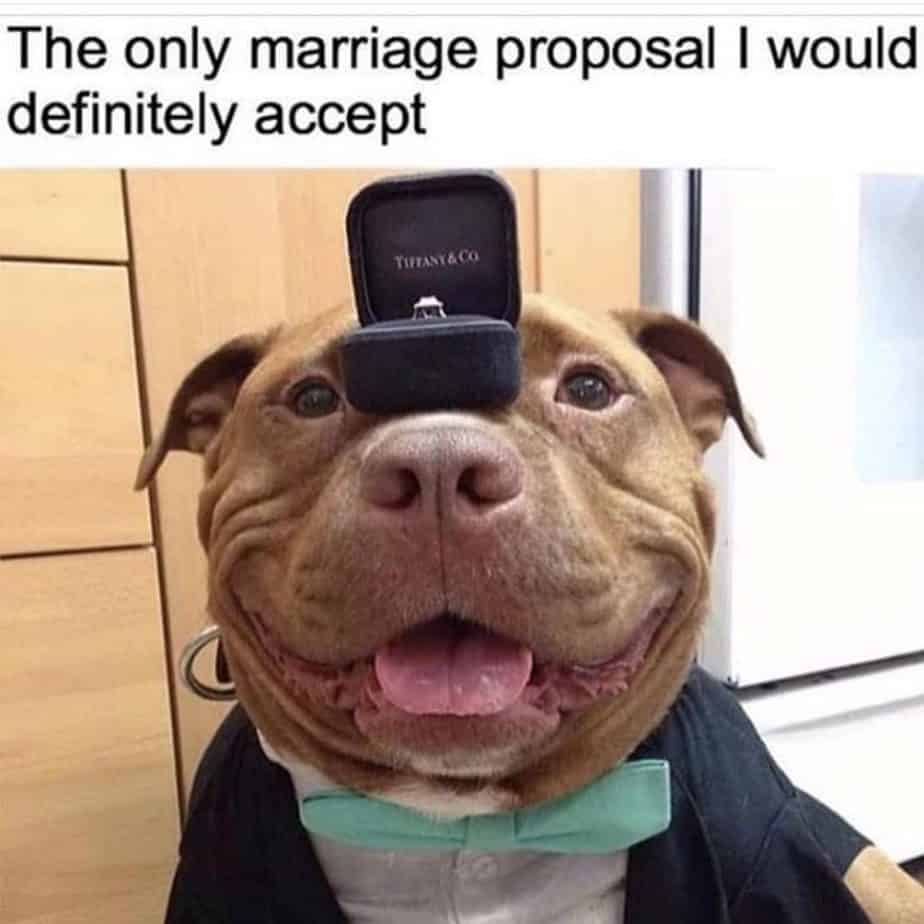 Pitbull meme - the only marriage proposal i would definitely accept