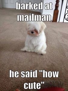 Funniest Pomeranian Memes- how cute