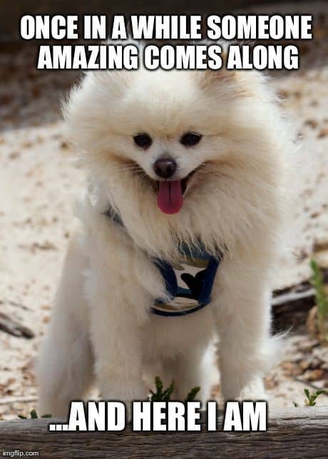 Pomeranian meme - once in a while someone amazing comes along... And here i am
