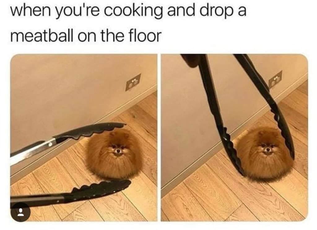 Pomeranian meme - when you're cooking and drop a meatball on the floor
