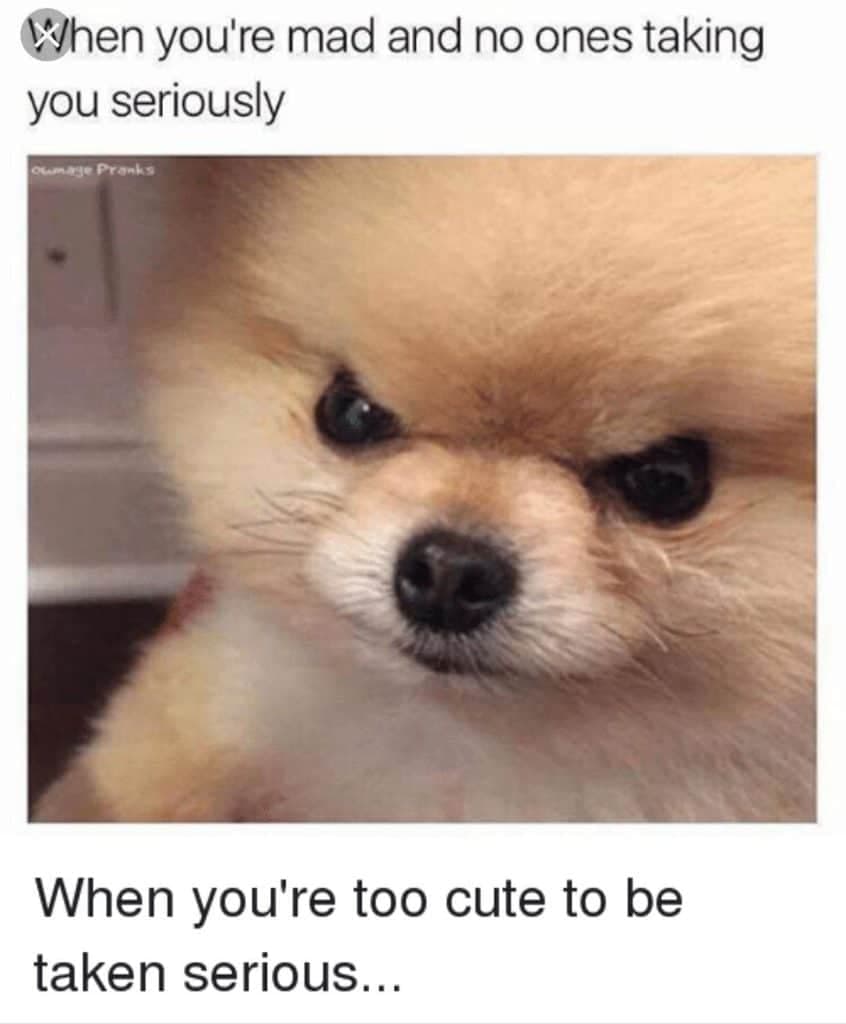 Pomeranian meme - when you're mad and no ones taking you seriously. When you're too cute tobe taken serious...