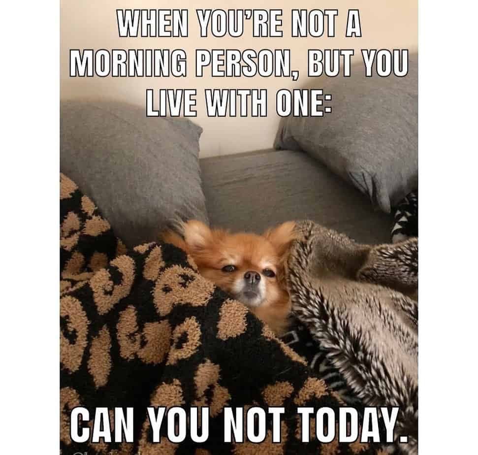 Pomeranian meme - when you're not a morning person but you live with one can you not today