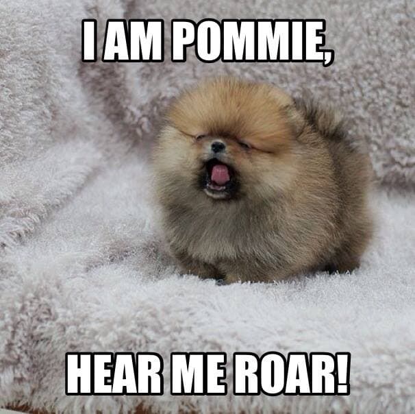 Pomeranian meme - i am pommie, hear me roar!