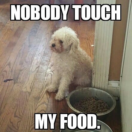 Funniest Poodle Memes- nobody touch my food