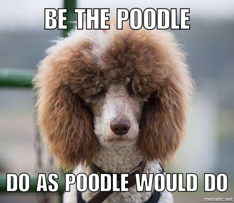 Poodle meme - be the poodle. Do as poodle would do