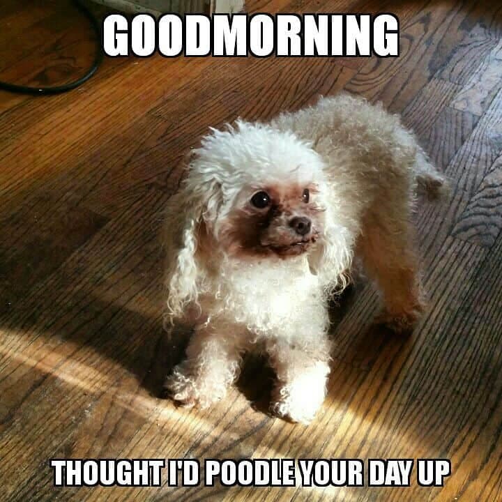 Poodle meme- good morning