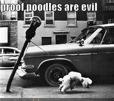Poodle meme - proof poodles are evil
