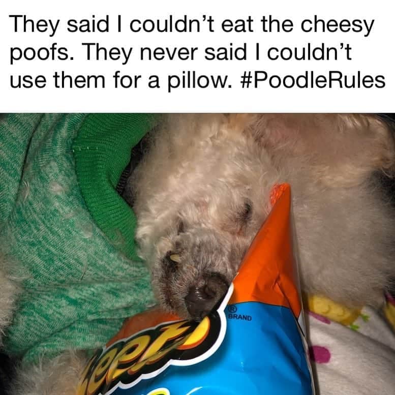 Hilarious Poodle Pun Memes