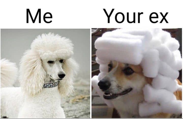 Hilarious Poodle Pun Memes- me your ex