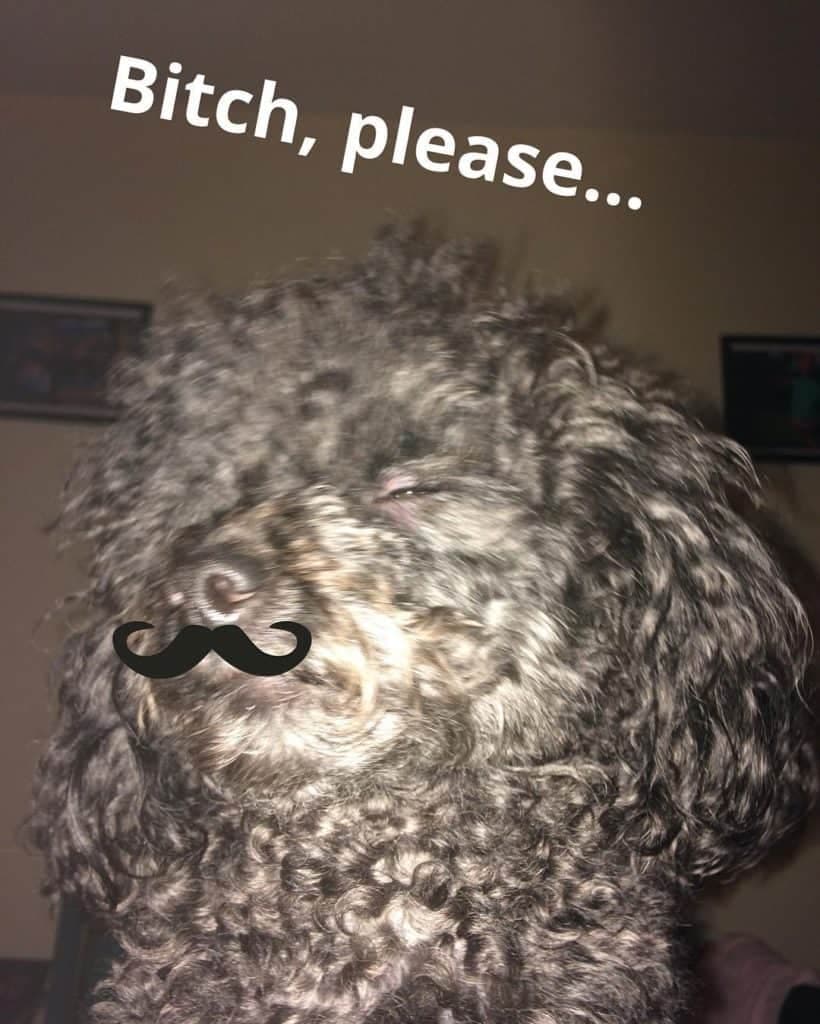 Poodle meme - bitch please