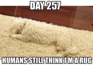 Poodle meme - day 257 humans still think i'm a rug