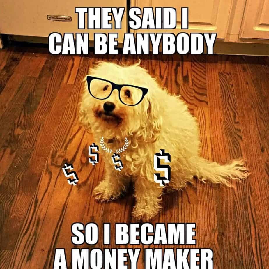 Funniest Poodle Memes