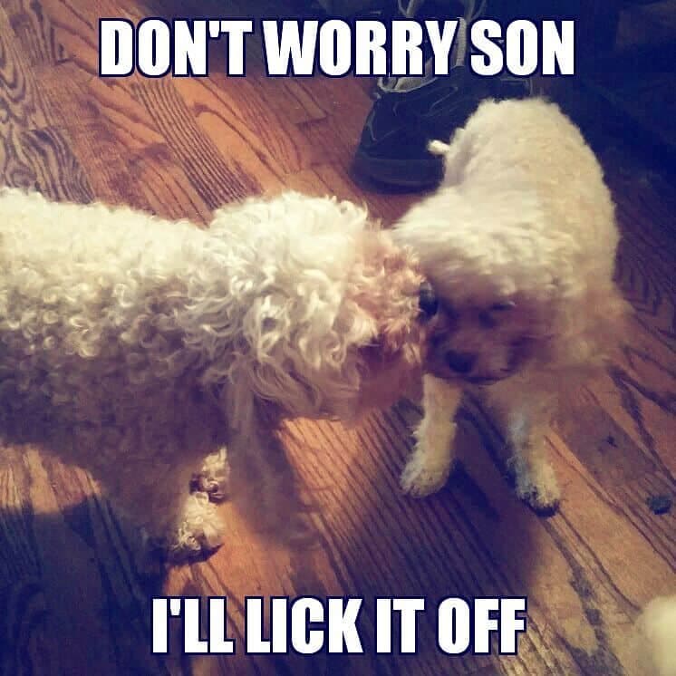 Funniest Poodle Memes- don't worry son