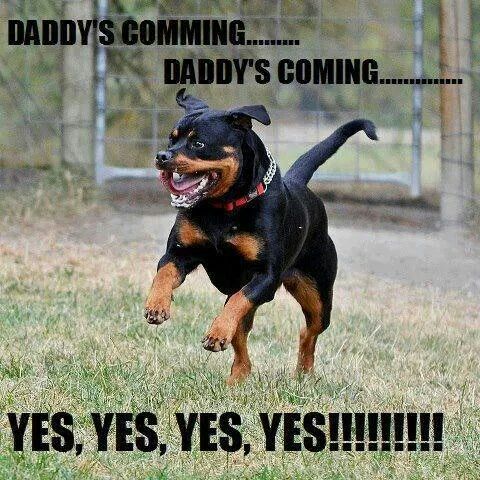 Rottweiler meme - daddy's comming....... Daddy's coming........ Yes, yes, yes, yes!!!!!!!!!!!!!