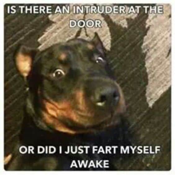 Rottweiler meme - is there an intruder at the door or did i just fart myself awake
