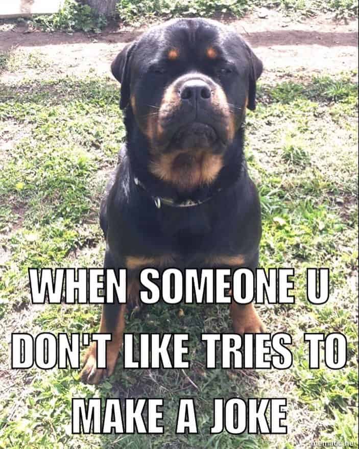 Rottweiler meme - when someone u don't like tries to make a joke