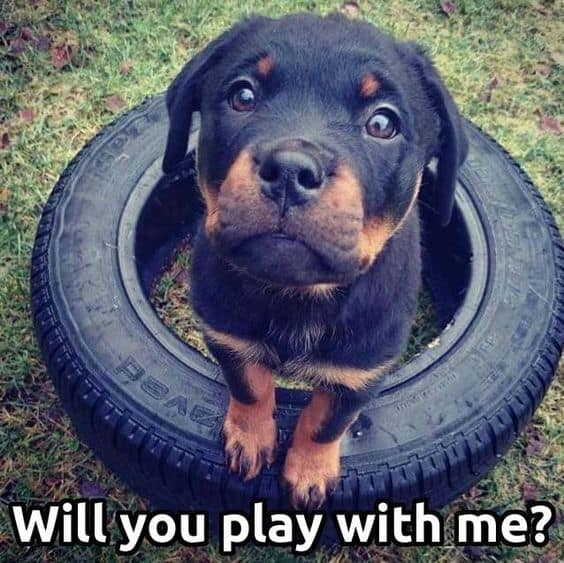 Rottweiler meme - will you play with me
