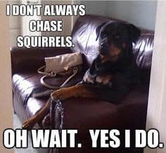 Rottweiler meme - i don't always chase squirrels. Oh wait. Yes i do.