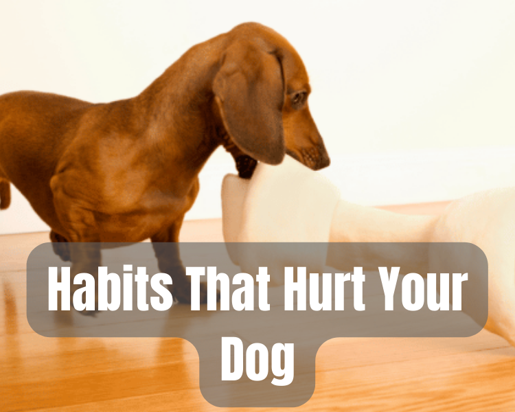 Habits-That-Hurt-Your-Dog
