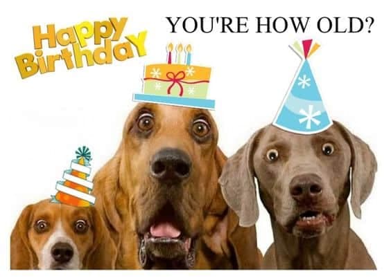Happy birthday dog meme - happy birthday you're how old
