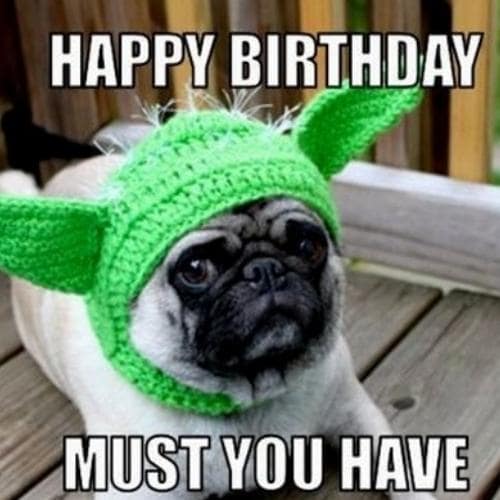 Happy Birthday Dog Meme-Happy birthday must you have.