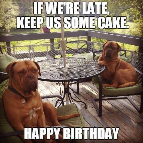 Happy birthday dog meme - if we're late, keep us some cake. Happy birthday