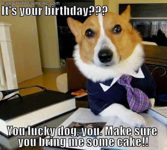 Happy birthday dog meme - it's your birthday you lucky dog you make sure you bring me some cake!!