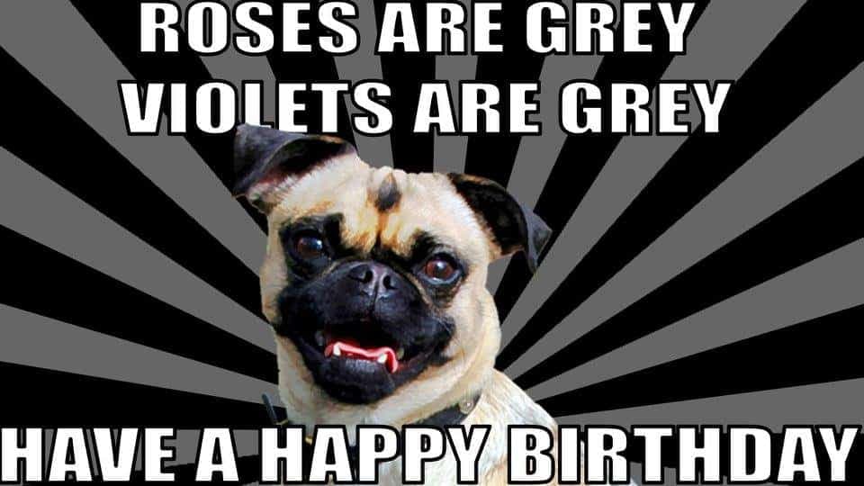 Happy birthday dog meme - roses are grey violets are grey have a happy birthday