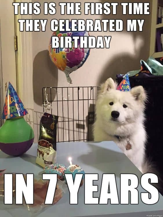 Happy birthday dog meme - this is the first time they celebrated my birthday in 7 years