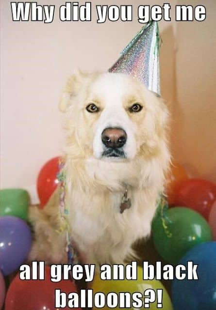 Happy birthday dog meme - why did you get me all grey and black ballons!