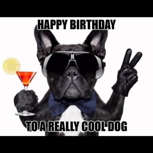 Happy Birthday Dog Meme-Happy birthday cool dog.