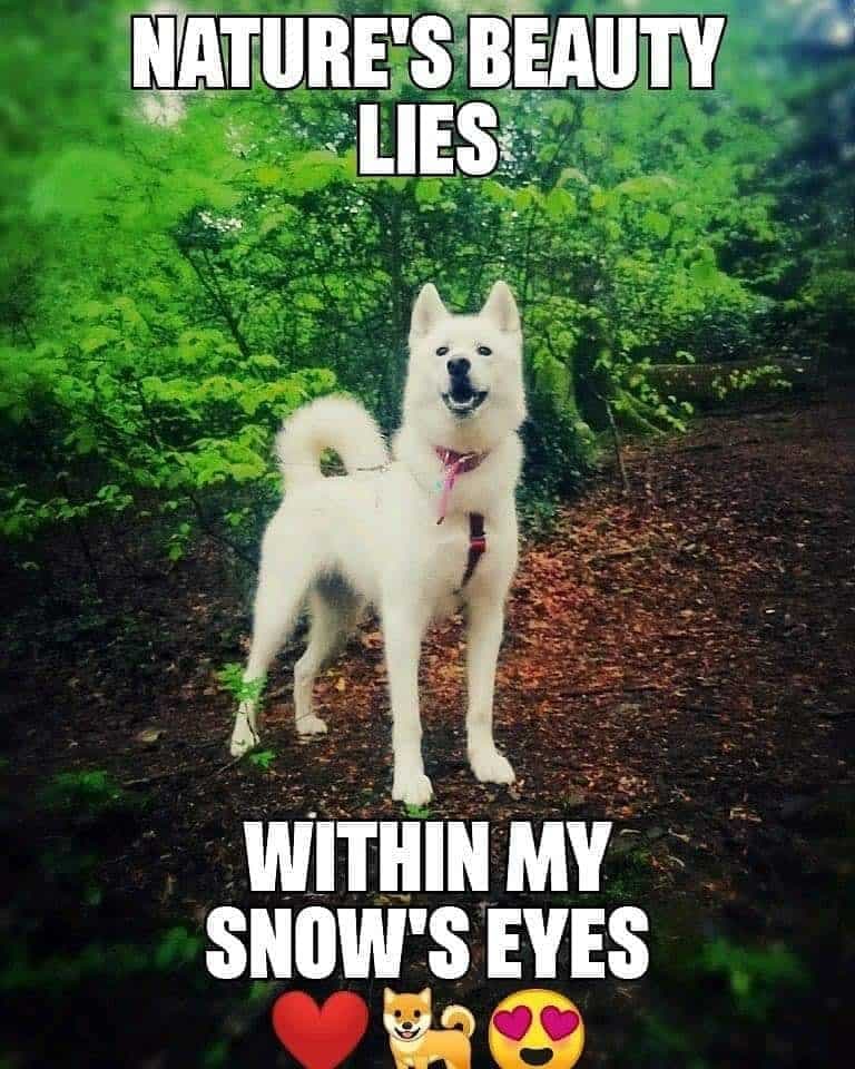 Husky meme - nature's beauty lies within my snow's eyes