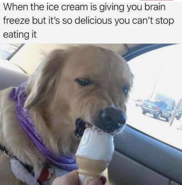 When the icecream is giving you brain freeze but it's so delicious you can't stop eating it - husky meme